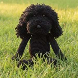 Black Cockapoo Teddidog