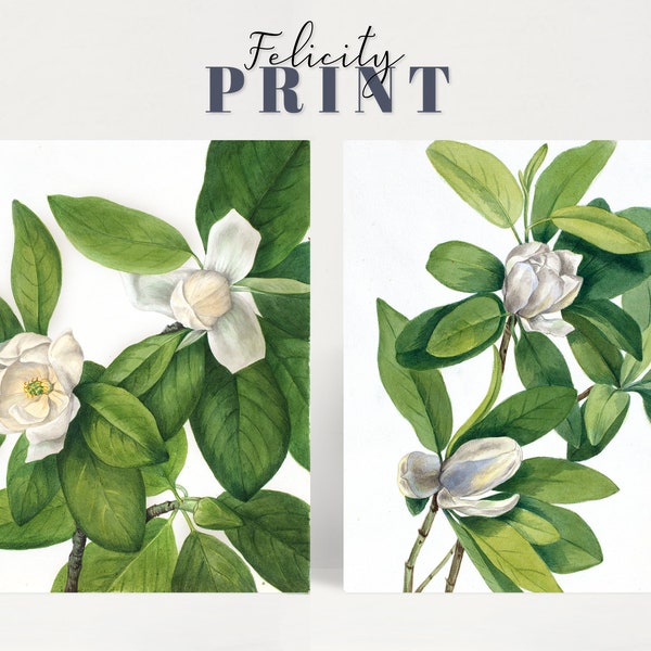 Vintage Magnolia Leaves Set of Prints | 2 Botanical FINE ART PRINTS | Farmhouse Cottagecore Decor | Maximalist Decor