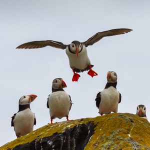 Look out below! Puffins on the Isle of May.