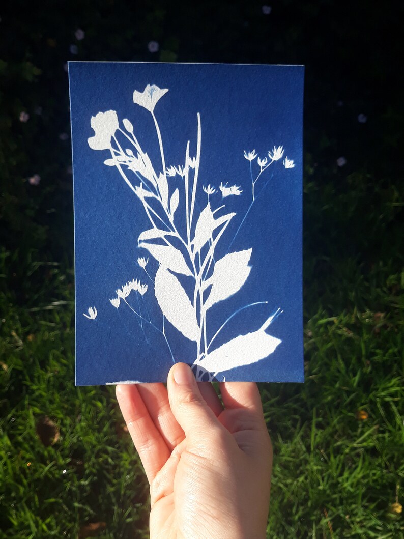 Seasonal Flowers Original handmade Cyanotype