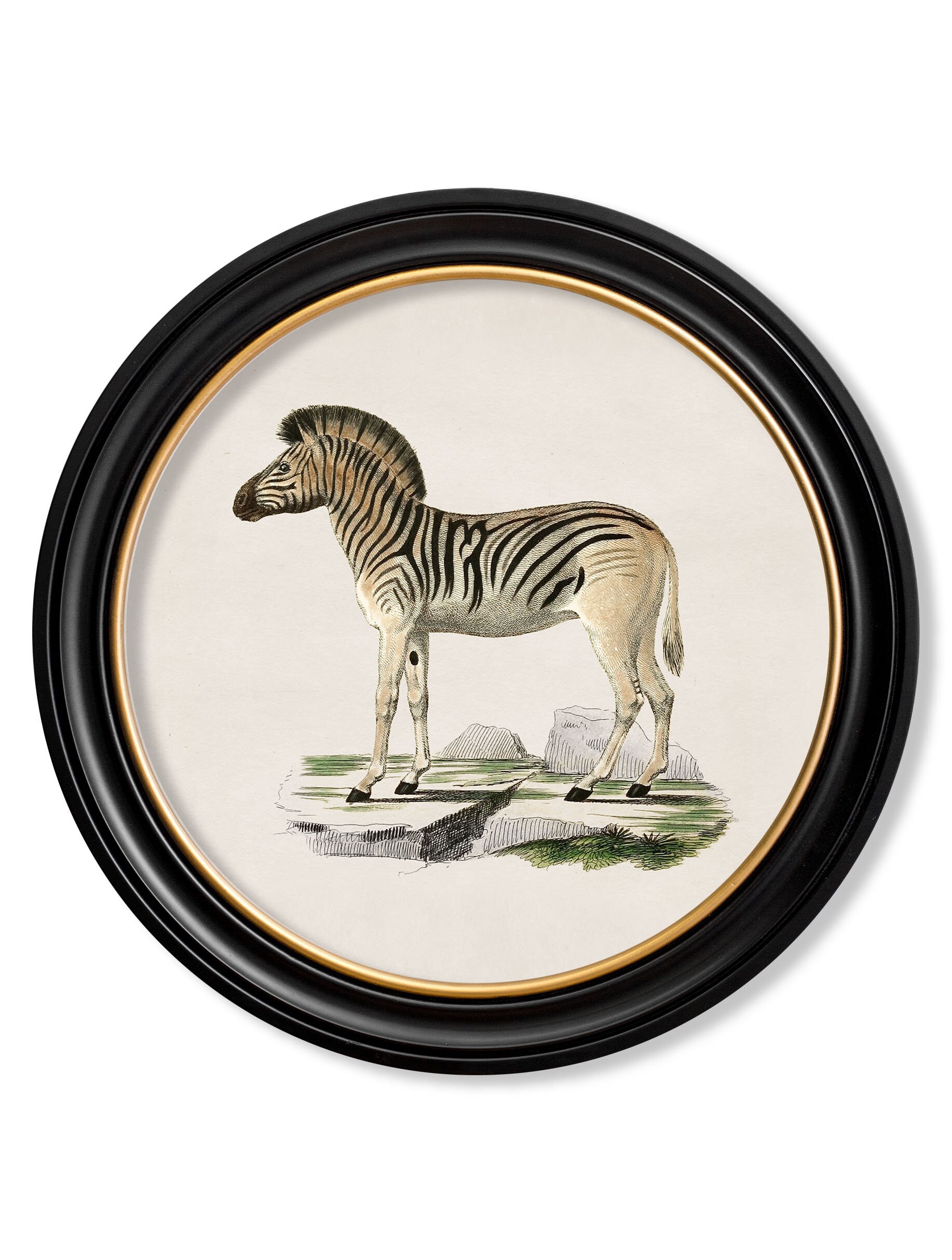 Round Black Framed Zebra Etsy UK