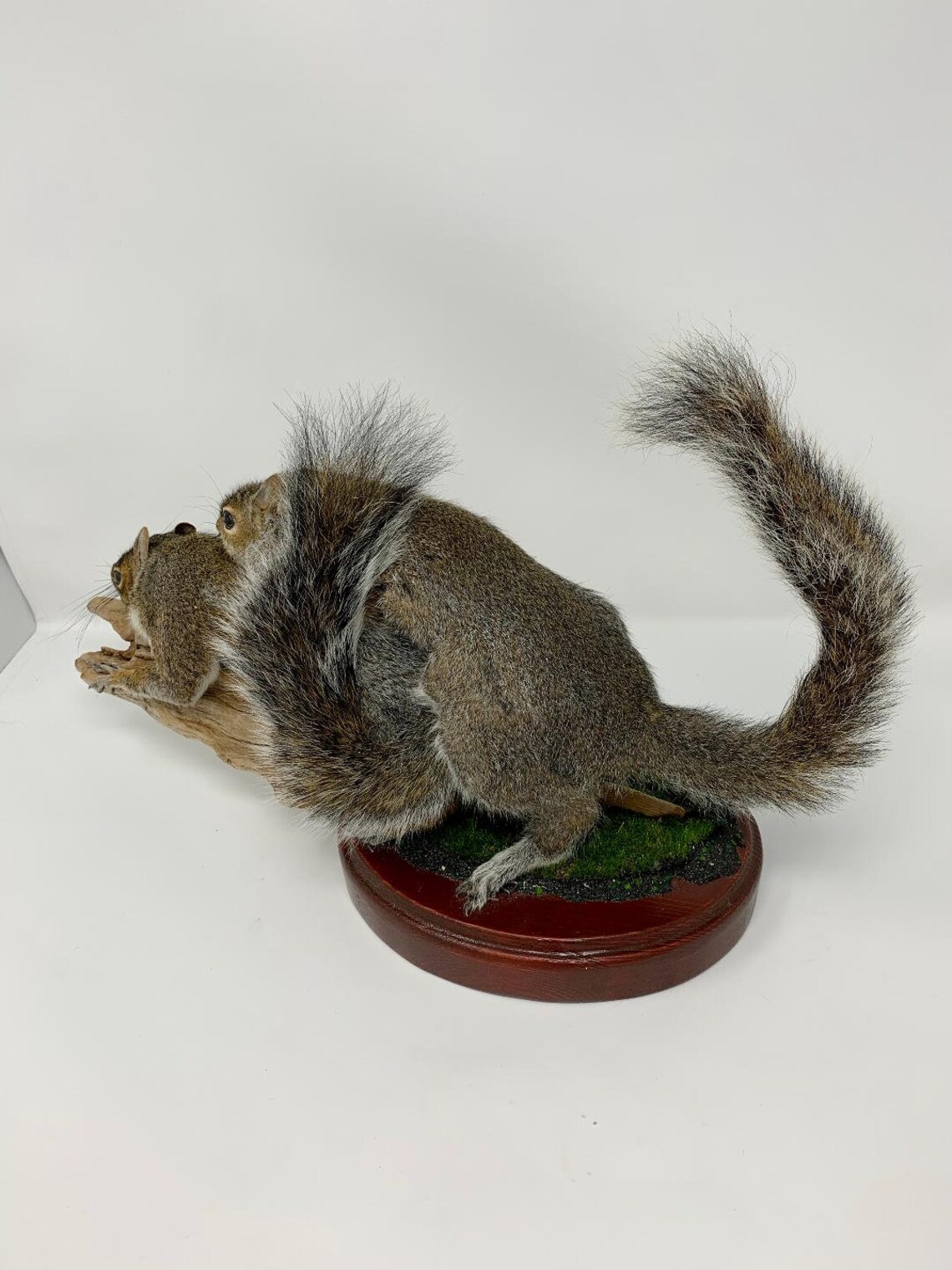 Taxidermy Mating Squirrels Etsy