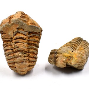 A specimen of a Devonian paleontological creature from the trilobite Cryptocephalus arthropod Digephalus 1pc