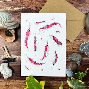 Krill Art impression carte postale de crevettes a6 illustration