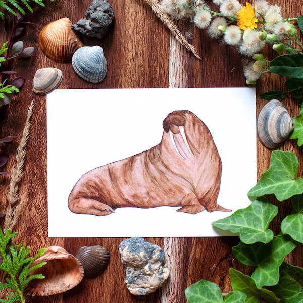 Walross Karte Print Postkarte Maritim Arktis Walrus