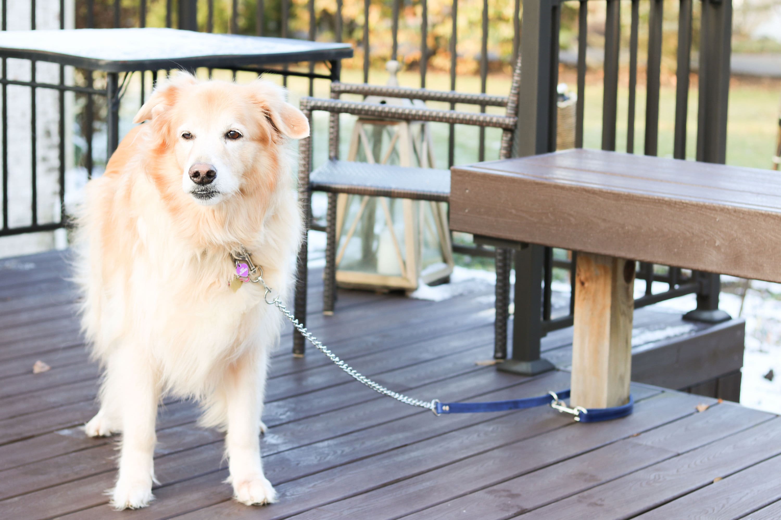 Biothane Dog Leash Swimming Dog Leash Odor and Bacteria Etsy