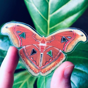 Atlas Moth Clear Sticker | Waterproof water bottle sticker | Laptop Sticker