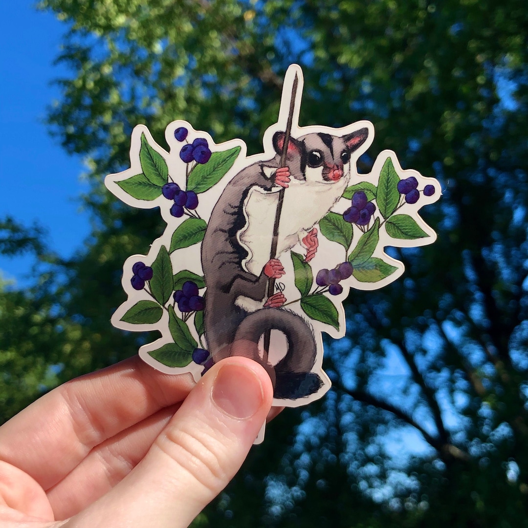 Sugar Glider With Blueberries Vinyl Sticker Waterproof Water Etsy