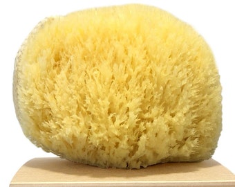Half Natural Sea Sponge for Painting, Decorating, Texturing, Sponging,  Marbling