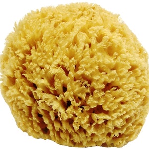 Unbleached Honeycomb Natural Sea Sponge 100% Natural, Organic, Strong, Durable, Hypoallergenic For Children and Adults Bath & Shower image 1