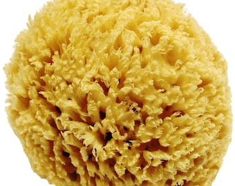 Unbleached Honeycomb Natural Sea Sponge - 100% Natural, Organic, Strong, Durable, Hypoallergenic -For Children and Adults - Bath & Shower