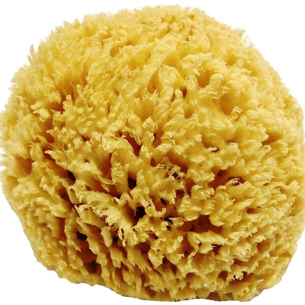 Unbleached Honeycomb Natural Sea Sponge - 100% Natural, Organic, Strong, Durable, Hypoallergenic -For Children and Adults - Bath & Shower