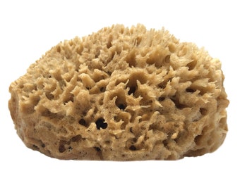 Givereldi Half Natural Sea Sponge with Flat Side for Painting, Artists, Decorating, Texturing, Sponging, Marbling, Faux Finishes, Crafts