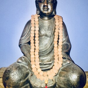 Rudraksha Mala: 18mm 6 Mukhi
