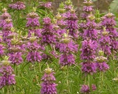 500 Lemon Mint Seeds Culinary Garden Herb Monarda citriodora w Gift - Combined S H