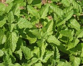 200 Heirloom Lemon Balm Seeds Culinary Herb