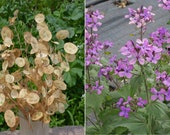 100 Money Plant Silver Dollars Flower Seeds - Great For Dried Arrangements Crafts