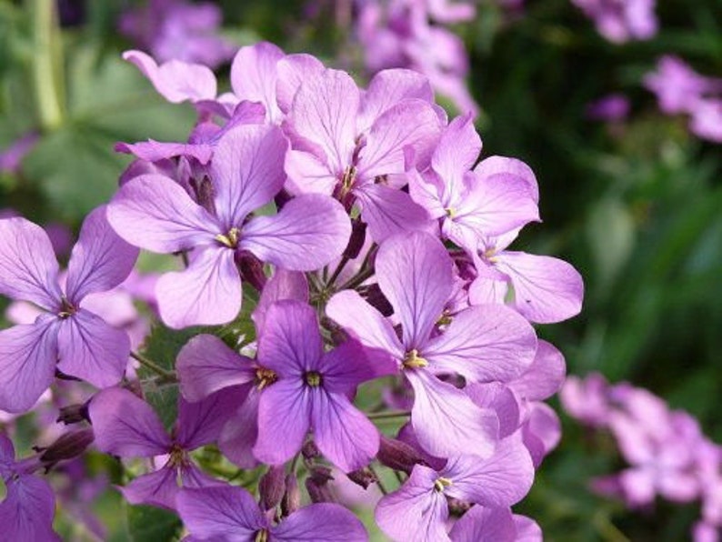 EVENING SCENTED STOCK Matthiola Longipetala Bicornis Seeds 1oz | Etsy