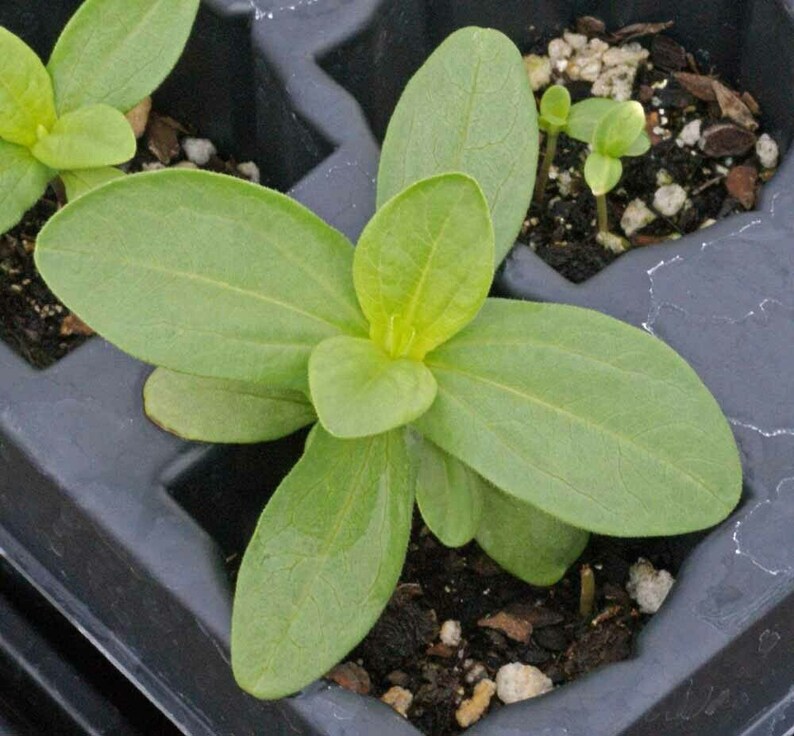 Approx 5200 Seeds 1oz Zinnia Thumbelina Mix Flower Seeds Zinnia Elegans