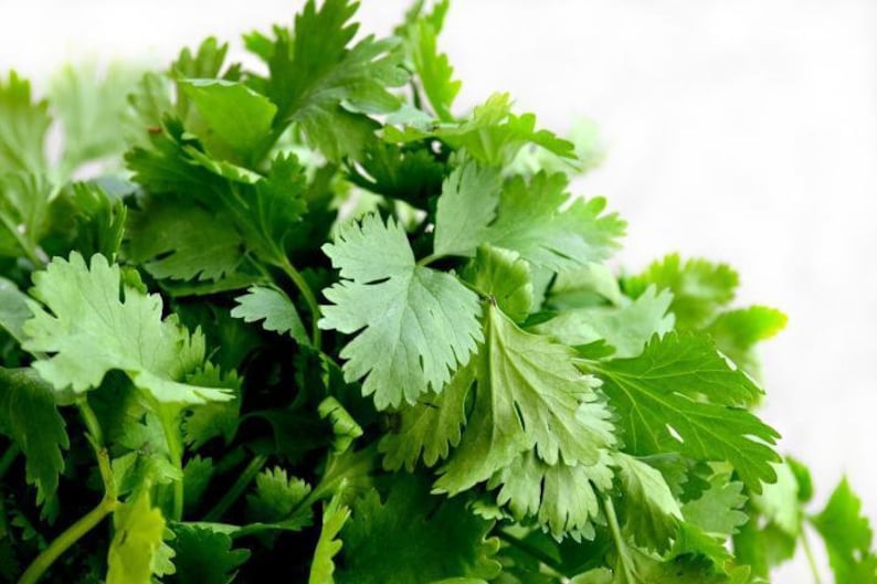 1,000 SEEDS CILANTRO CORIANDER Coriandrum Sativum Seeds From Thailand