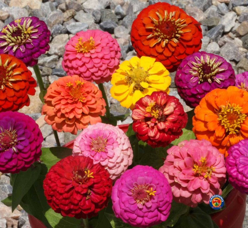 Approx 5200 Seeds 1oz Zinnia Thumbelina Mix Flower Seeds Zinnia Elegans