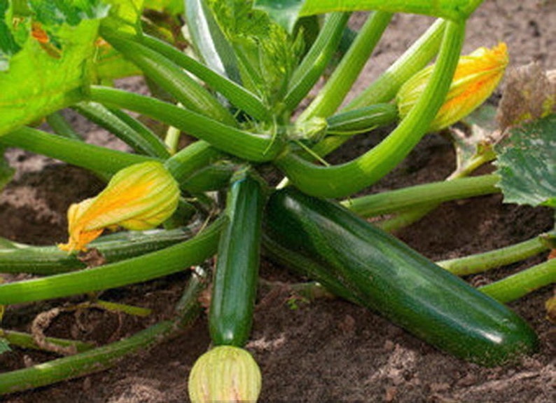 75 Black Beauty Zucchini Summer Heirloom Squash Seeds Etsy