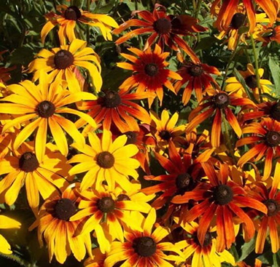20,000 Bulk Seeds BLACK EYED SUSAN Rudbeckia Hirta