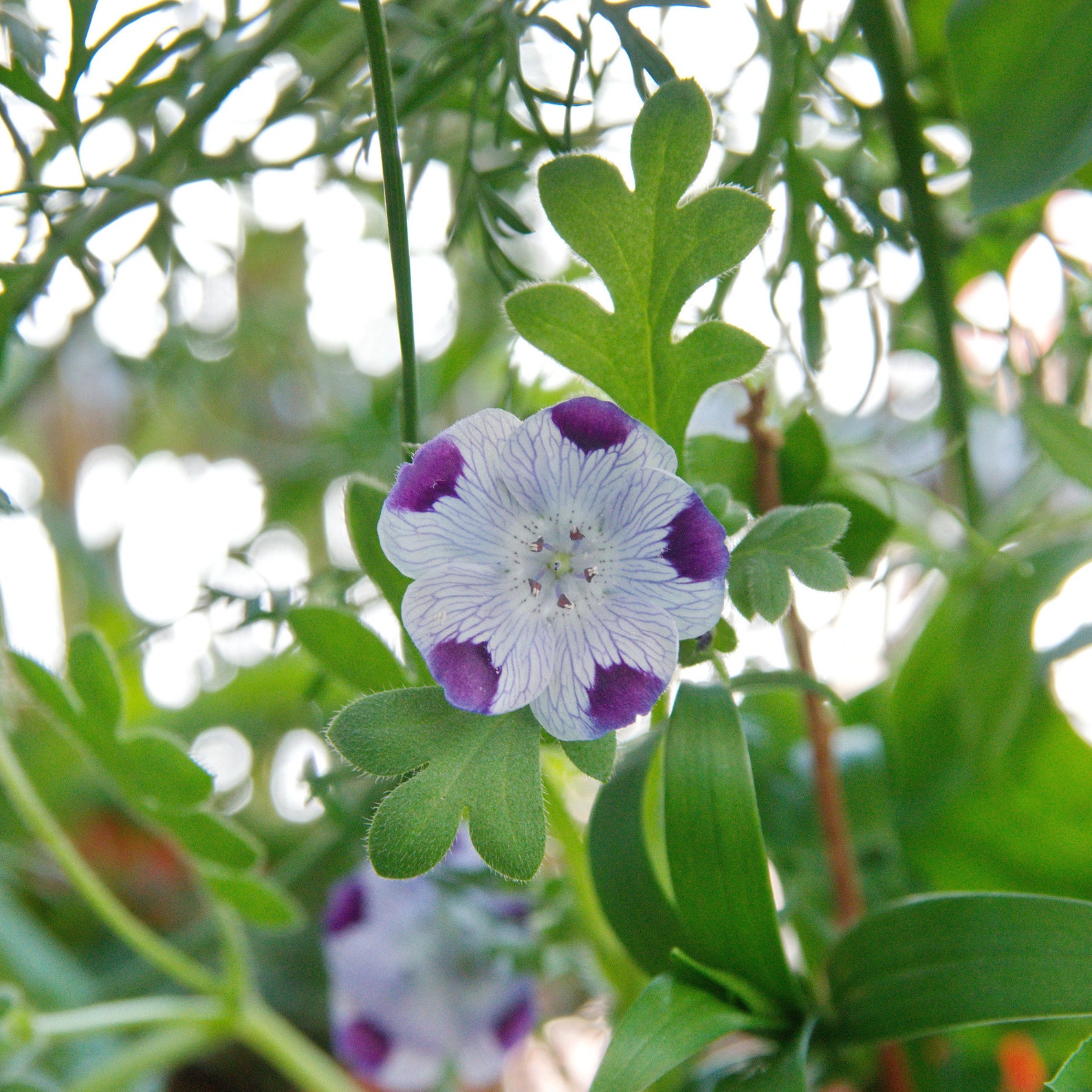 Five Spot Flower