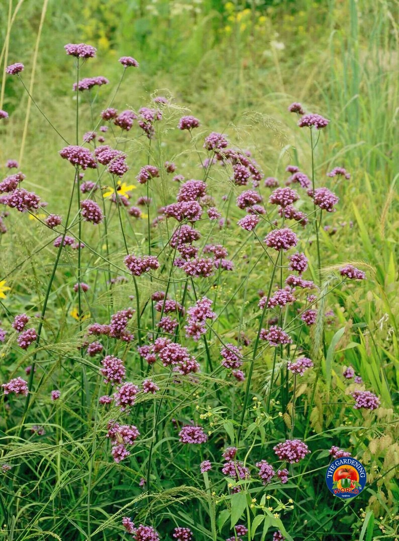 Purpletop VERVAIN Flower Seeds VERBENA Bonariensis 500 to 5000 SEEDS