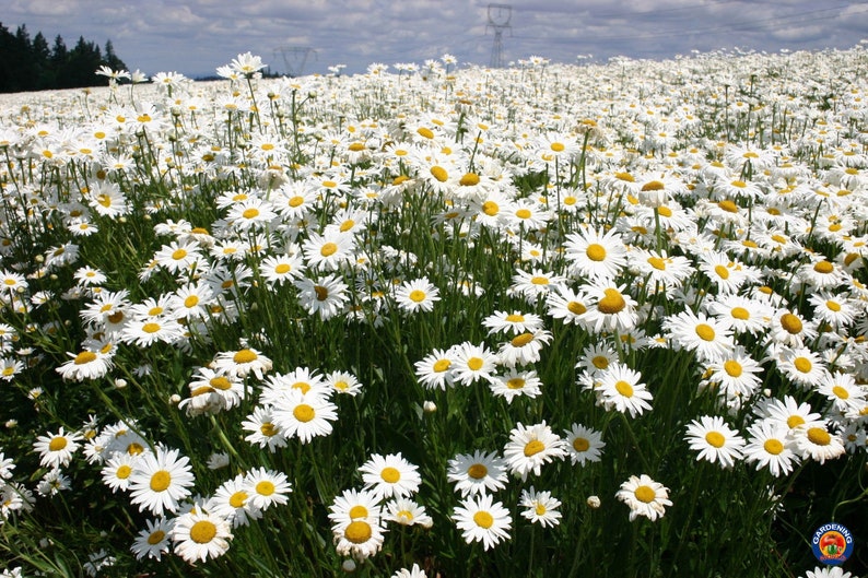 Gift 1000 DWARF SHASTA DAISY Chrysanthemum Flower Seed
