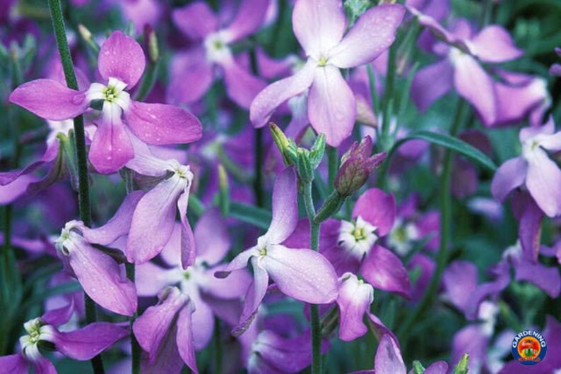 матиола рогатая ночная. левкой длиннолепестковый. маттиола вечерний аромат выращивание. маттиола двурогая. маттиола двурогая балерина.