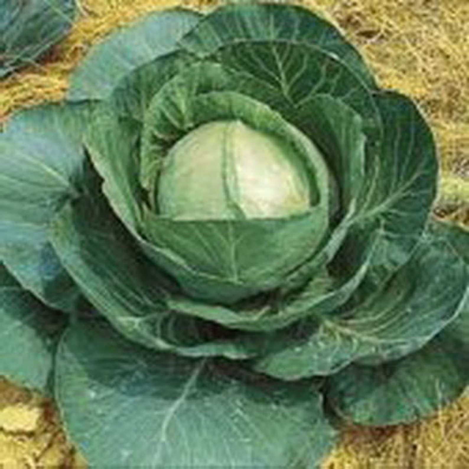 250 Heirloom Late Flat Dutch Cabbage Seeds Etsy