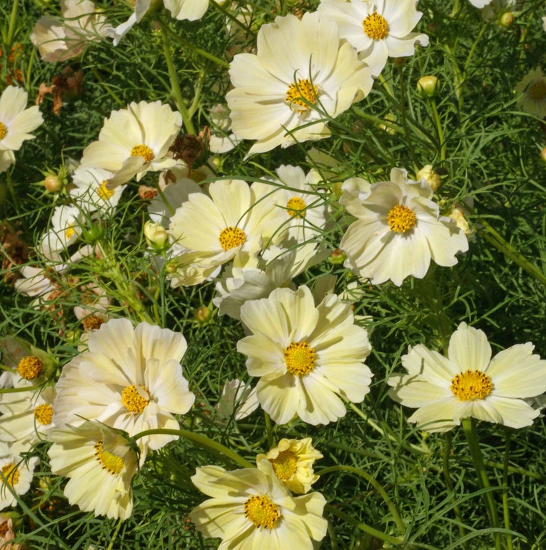 250 Yellow Cosmos Flower Seeds Bipinnatus