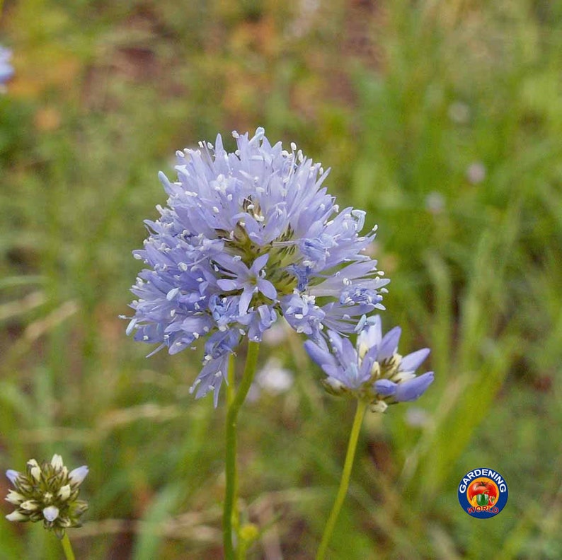 GLOBE GILIA Capitata Flower Seeds Drought Tolerant 500 to Etsy