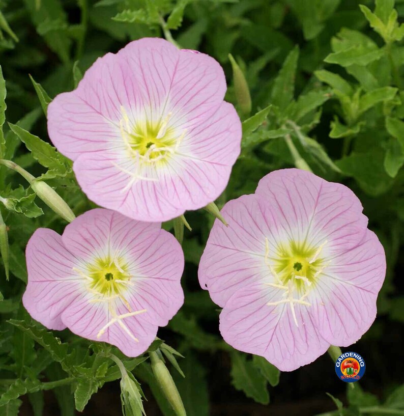 Evening Primrose Pink Ladies Flower Seeds Oenothera Speciosa Etsy