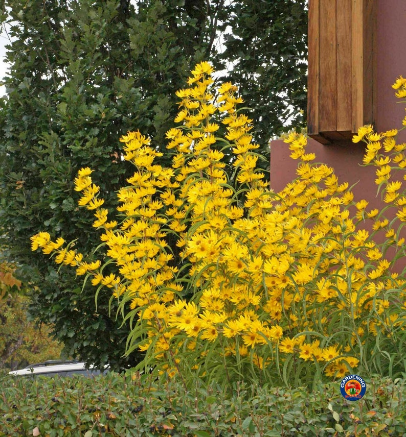 Maximilian Sunflower Seeds Helianthus Maximiliani 200 to 2000 Etsy