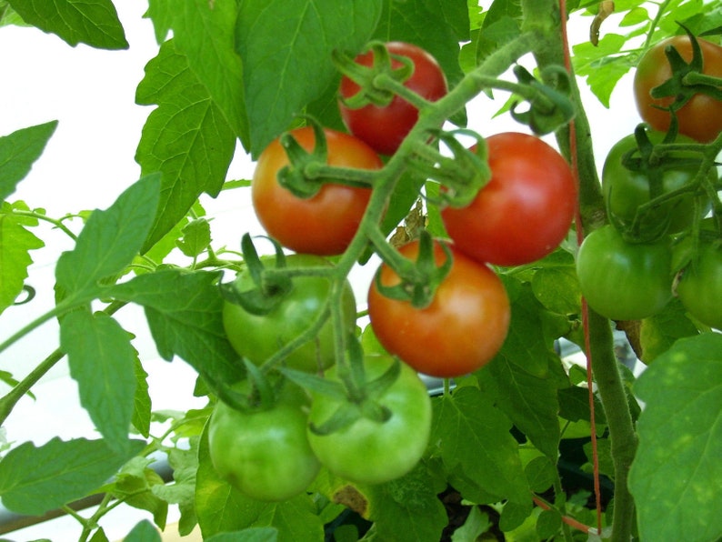 100 Large Red Cherry Heirloom Tomato Seeds Home Hobby Craft Supplies Tools Kromasol Com