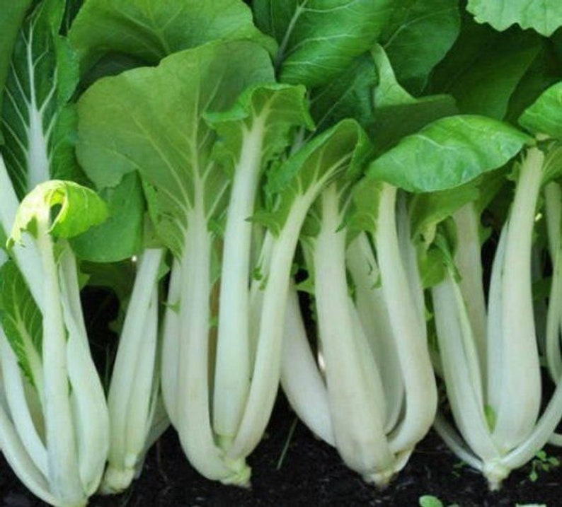1000 Heirloom Bok Choy Pak Choi White Stem Chinese Cabbage Seeds w Gift Combines SH