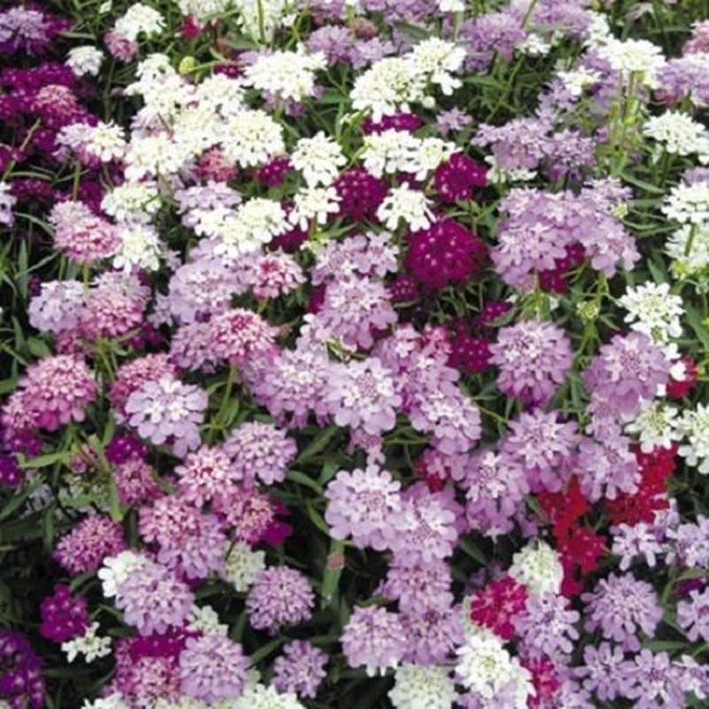 CANDYTUFT Iberis Umbellata Mixed Colors Ground Cover Flower Etsy