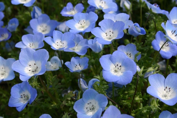 Baby Blue Eyes Flower Seeds Nemophila Menziesii 500 Seeds Etsy