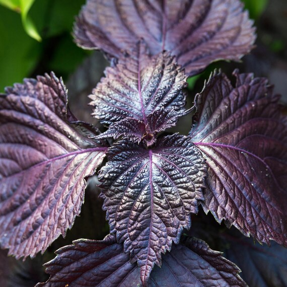 100 Purple Shiso Seeds Japanese Basil Perilla frutescens Herb w// Gift