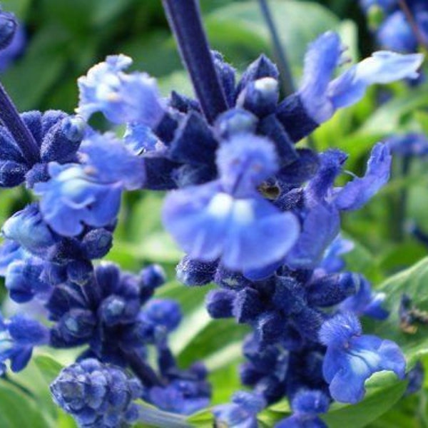 200 Blue Bedder Sage Flower Seeds Salvia Farinacea   Comb S/H