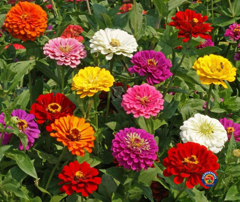 75 Zinnia California Giants Mix Flower Seeds Etsy