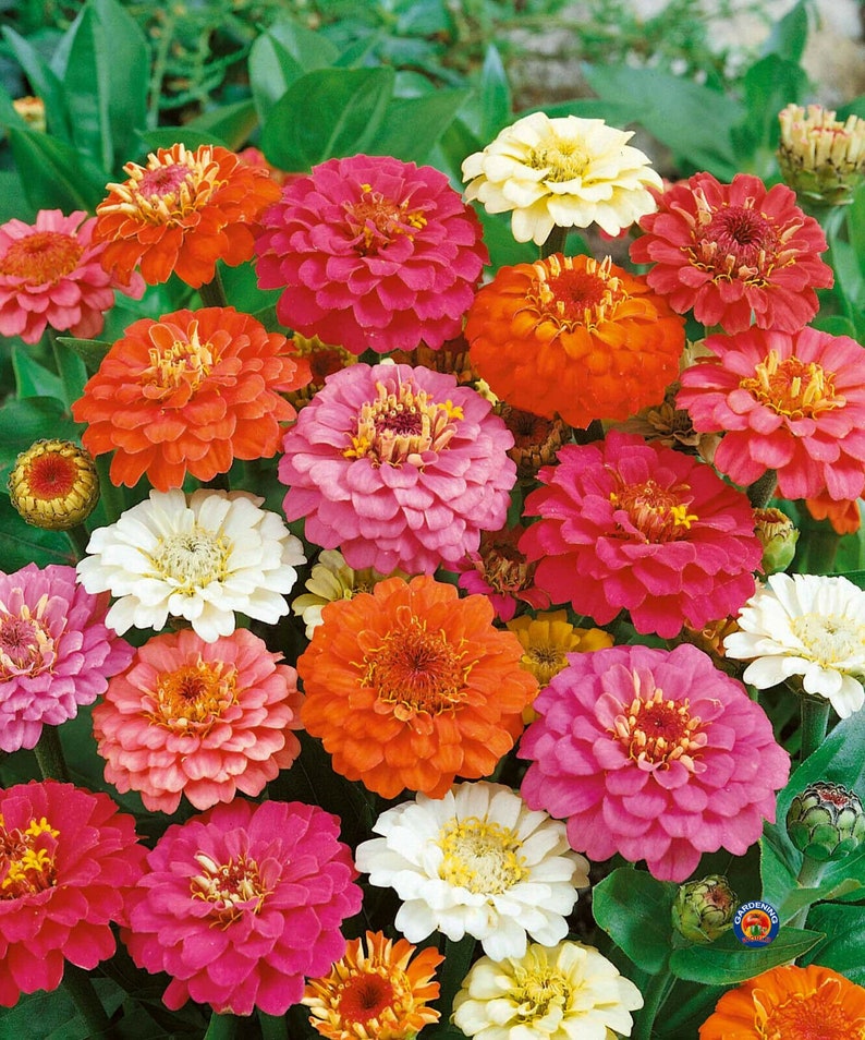 Approx 5200 Seeds 1oz Zinnia Thumbelina Mix Flower Seeds Zinnia Elegans