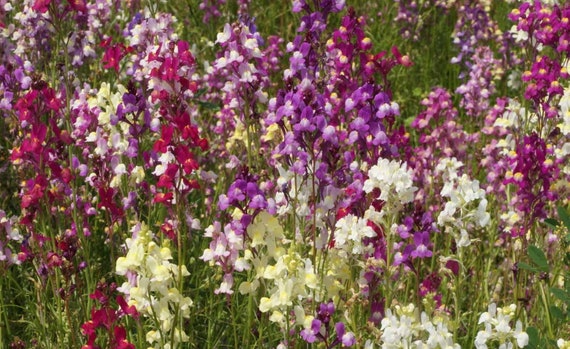2000 NORTHERN LIGHTS MIX SNAPDRAGON Linaria Flower Seed