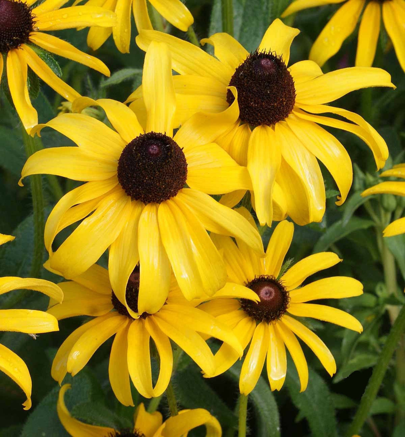 Рудбекия Black eyed Susan