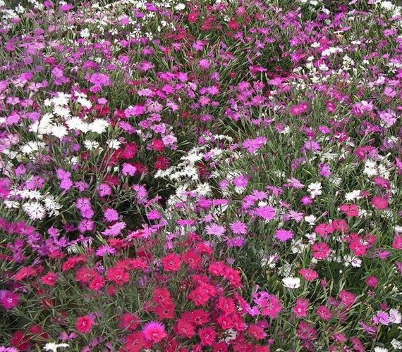 250 Dianthus Cottage Pinks Mixed Flower Seeds Dianthus Etsy