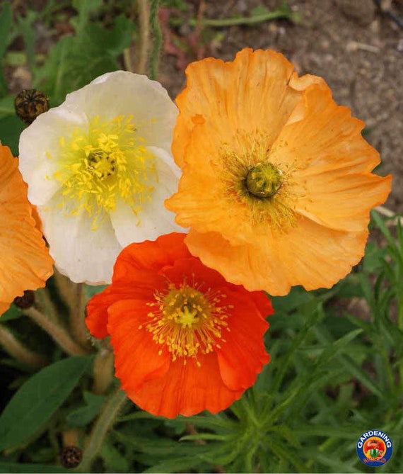 Iceland Poppy Flower Seeds Mixed Colors Papaver Nudicaule Etsy