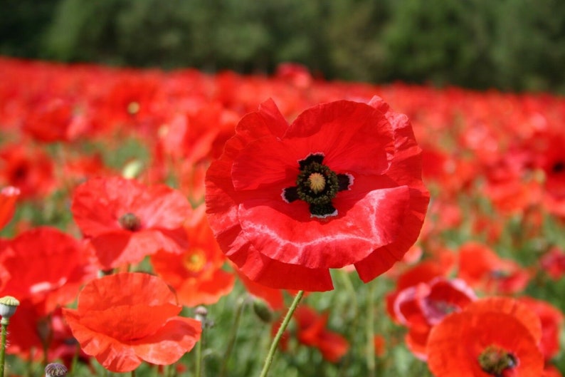 3000 Red Corn Poppy Flower Seeds Papaver Rhoeas Comb S H Etsy 3000 Red Corn Poppy Flower Seeds Papaver Rhoeas Comb S H Etsy