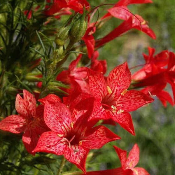 200 Gilia Ipomopsis Rubra Flower Seeds Scarlet Red Standing Cypress   Comb S/H